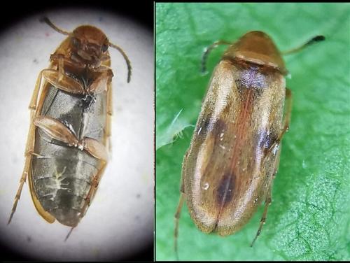 Réf. 328 859 : Anaspis maculata